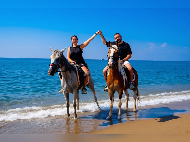 Paseo a caballo por la playa en Antalya