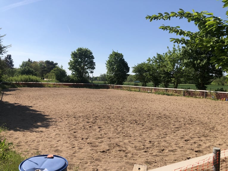 "Pit stop" for horse transportation over long distances" Between Frankfurt and Nuremberg.