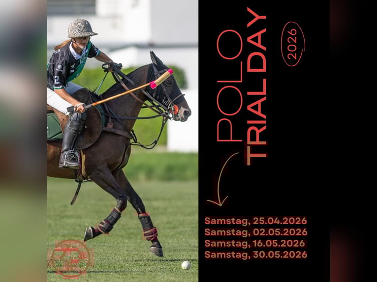 Polo Schnuppertag – Erlebe den Polosport hautnah!