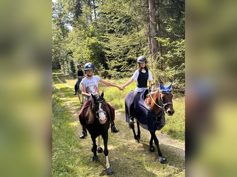 🐣 ¡Última hora: tu propio caballo durante las vacaciones de Semana Santa! 🐴