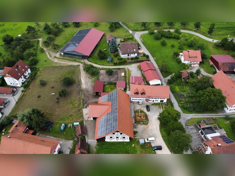 Vacaciones de equitación / Cursos de equitación en el Valle del Amor (Lago de Constanza)