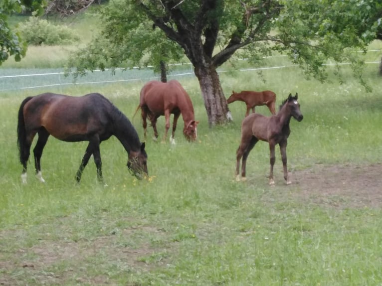 Vacaciones de equitación / Cursos de equitación en el Valle del Amor (Lago de Constanza)