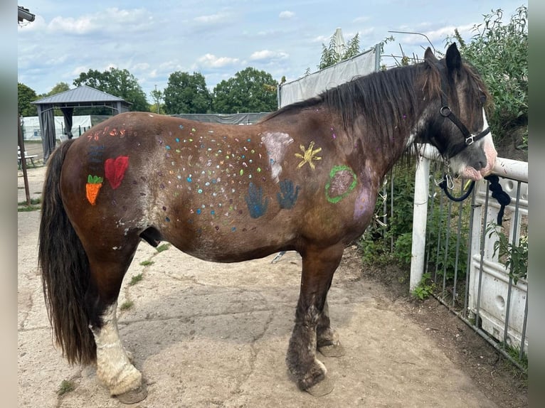 Vacaciones ecuestres en la finca de caballos 🐎