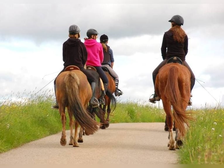 Vacaciones ecuestres para niñas a partir de 10 años. Granja ecuestre familiar en la región de Middle
