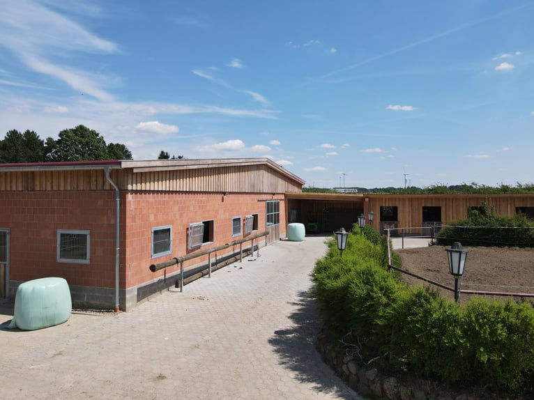 Vacaciones ecuestres para niños en el brezal de Lüneburger Heide