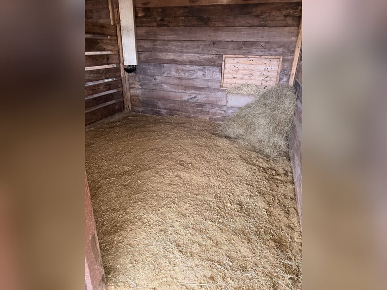 Vacaciones en Scharbeutz/Baía de Kiel con tu propio caballo en la casa de huéspedes Gestüt Rosenkamp