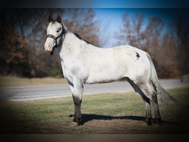 Appaloosa Caballo castrado 10 años 137 cm Tordo in Princeton MO