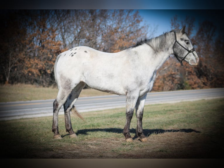 Appaloosa Caballo castrado 10 años 137 cm Tordo in Princeton MO