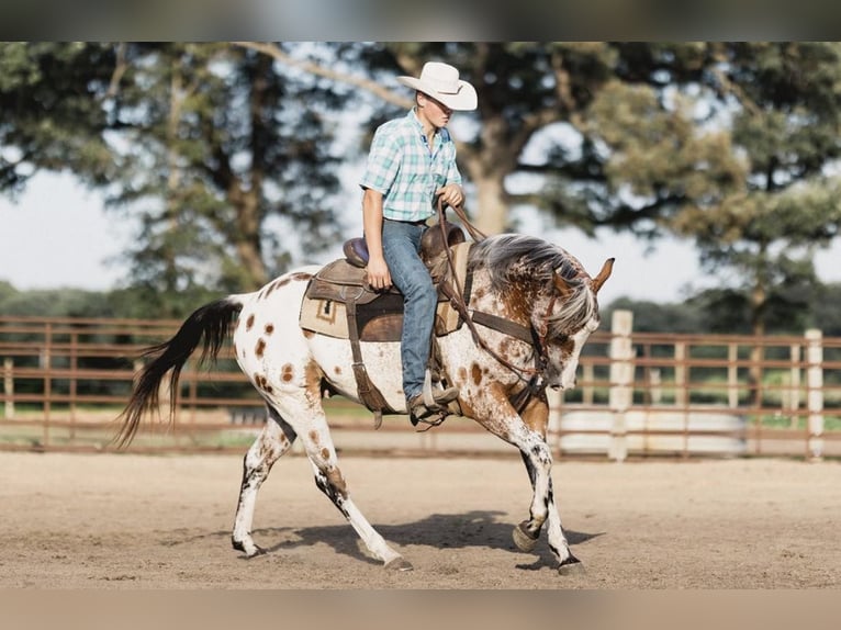 Appaloosa Caballo castrado 10 años 142 cm Castaño rojizo in North Judson IN