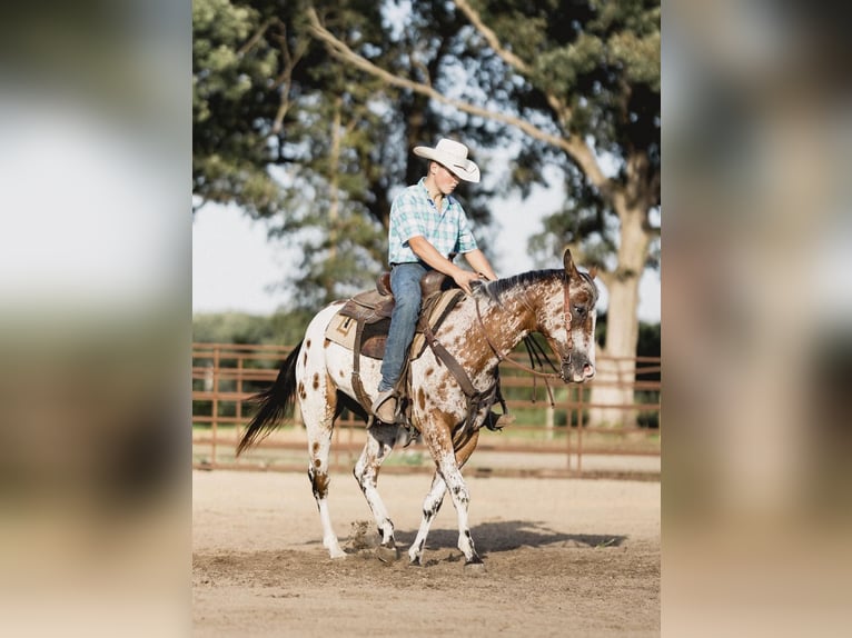 Appaloosa Caballo castrado 10 años 142 cm Castaño rojizo in North Judson IN