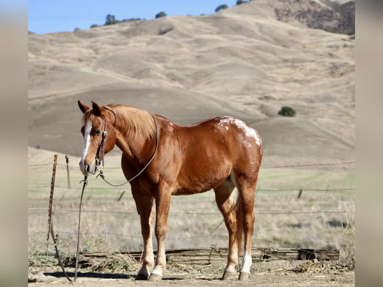 Appaloosa Caballo castrado 10 años 147 cm Alazán-tostado in Paicines CA