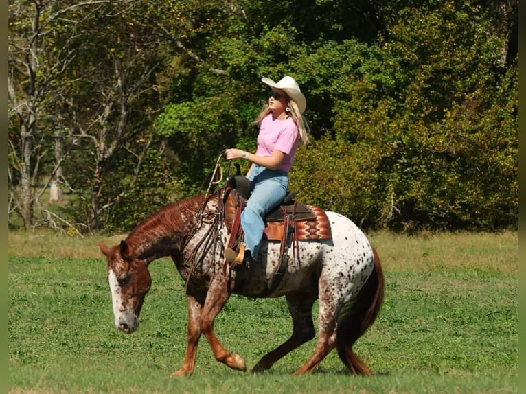 Appaloosa Caballo castrado 10 años 147 cm Alazán-tostado in Quitman Appaloosa Caballo castrado 10 años 147 cm Alazán-tostado in Quitman