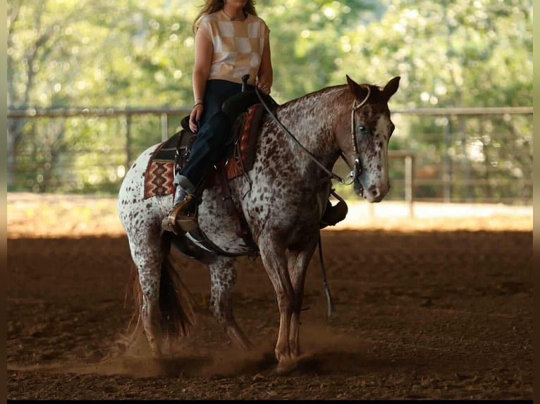 Appaloosa Caballo castrado 10 años 147 cm Alazán-tostado in Quitman Appaloosa Caballo castrado 10 años 147 cm Alazán-tostado in Quitman