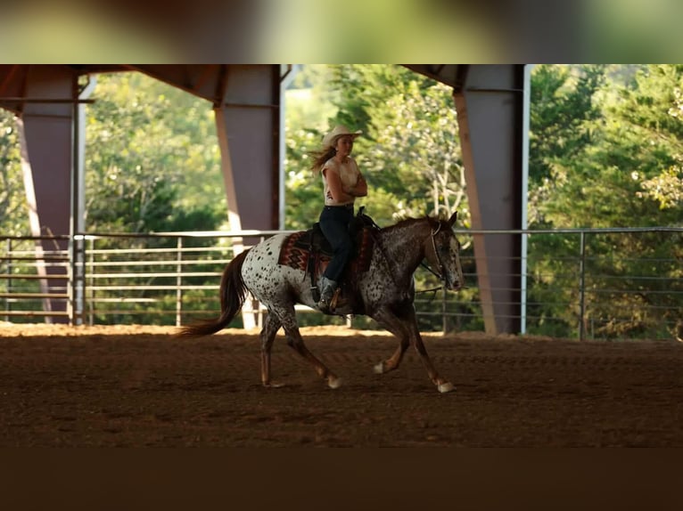 Appaloosa Caballo castrado 10 años 147 cm Alazán-tostado in Quitman Appaloosa Caballo castrado 10 años 147 cm Alazán-tostado in Quitman