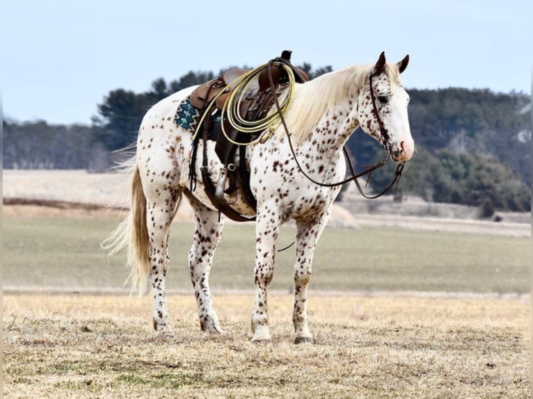 Appaloosa Caballo castrado 10 años 152 cm Alazán rojizo in Baldwin Wisconsin