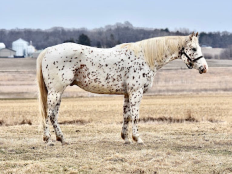 Appaloosa Caballo castrado 10 años 152 cm Alazán rojizo in Baldwin Wisconsin