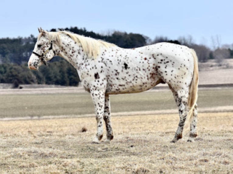 Appaloosa Caballo castrado 10 años 152 cm Alazán rojizo in Baldwin Wisconsin