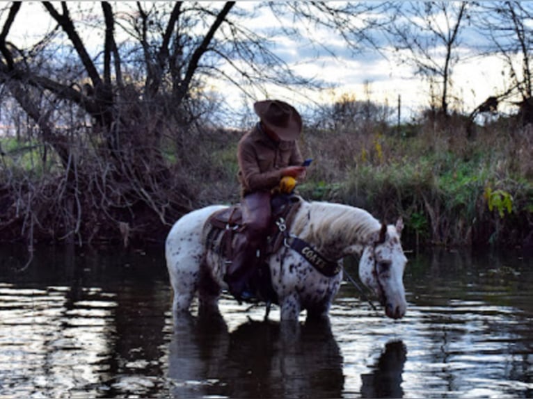 Appaloosa Caballo castrado 10 años 152 cm Alazán rojizo in Baldwin Wisconsin