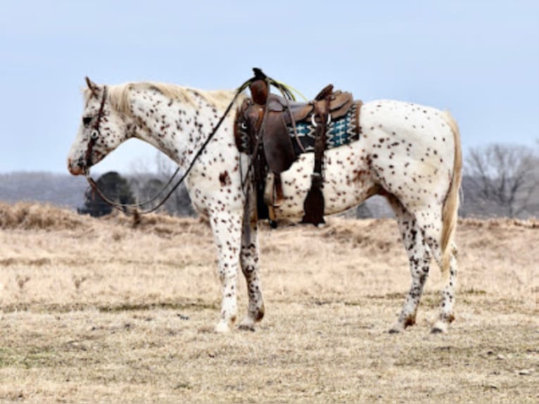 Appaloosa Caballo castrado 10 años 152 cm Alazán rojizo in Baldwin Wisconsin