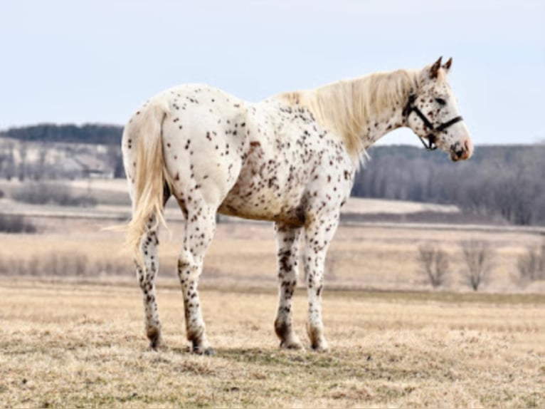 Appaloosa Caballo castrado 10 años 152 cm Alazán rojizo in Baldwin Wisconsin