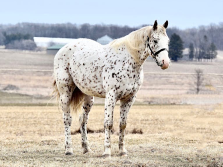 Appaloosa Caballo castrado 10 años 152 cm Alazán rojizo in Baldwin Wisconsin