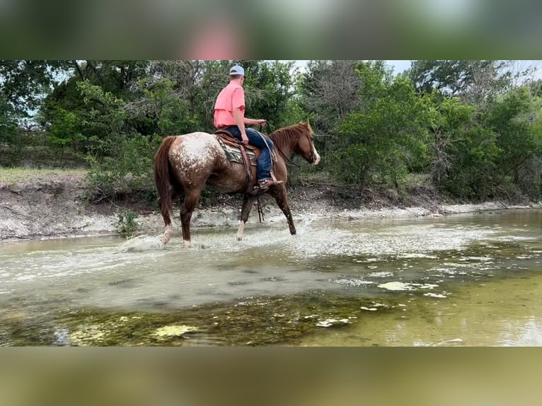 Appaloosa Caballo castrado 10 años 152 cm Alazán rojizo in Madisonville TX