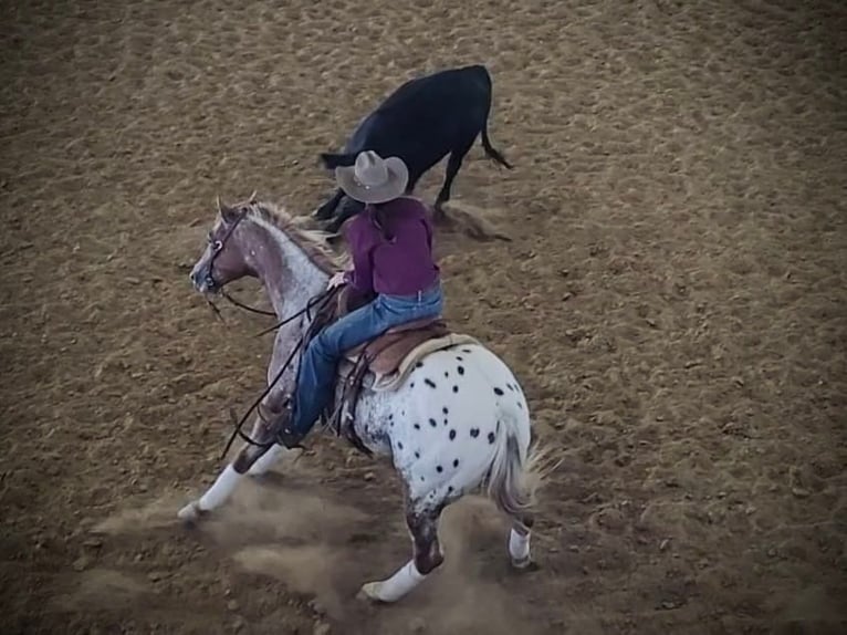 Appaloosa Caballo castrado 10 años 152 cm Alazán rojizo in Whitesboro TX