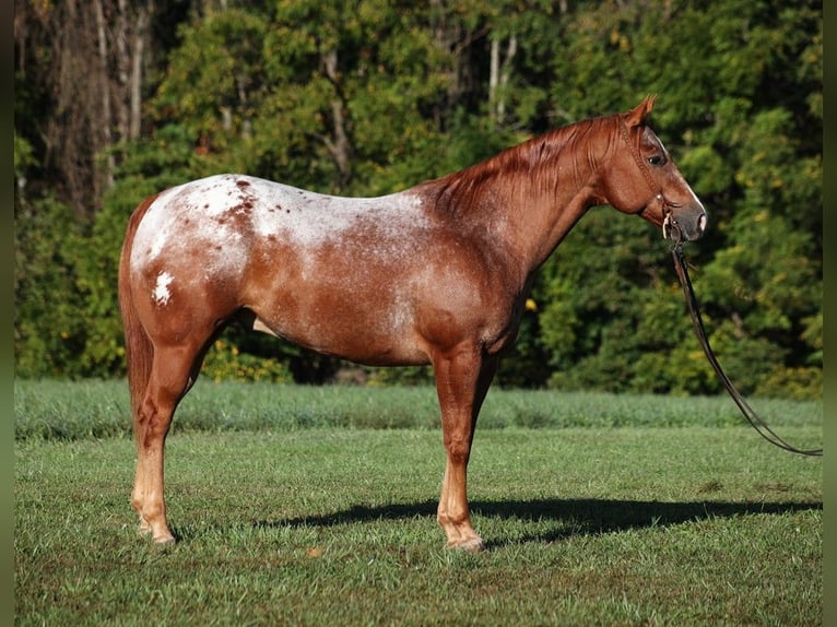 Appaloosa Caballo castrado 10 años 152 cm Alazán-tostado in Mount Vernon