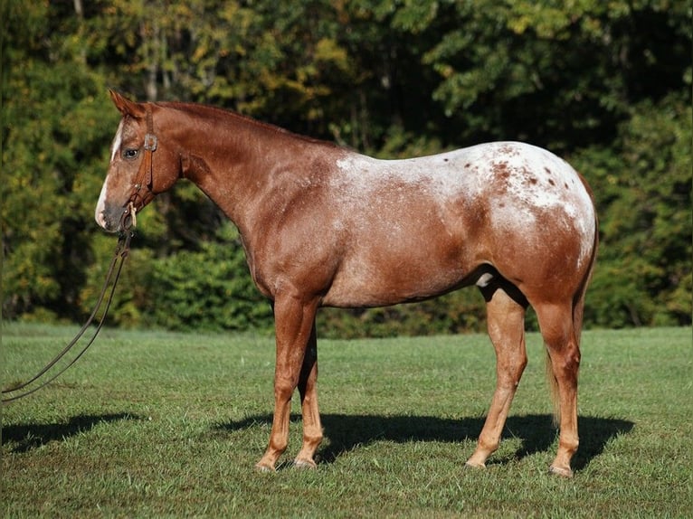 Appaloosa Caballo castrado 10 años 152 cm Alazán-tostado in Mount Vernon