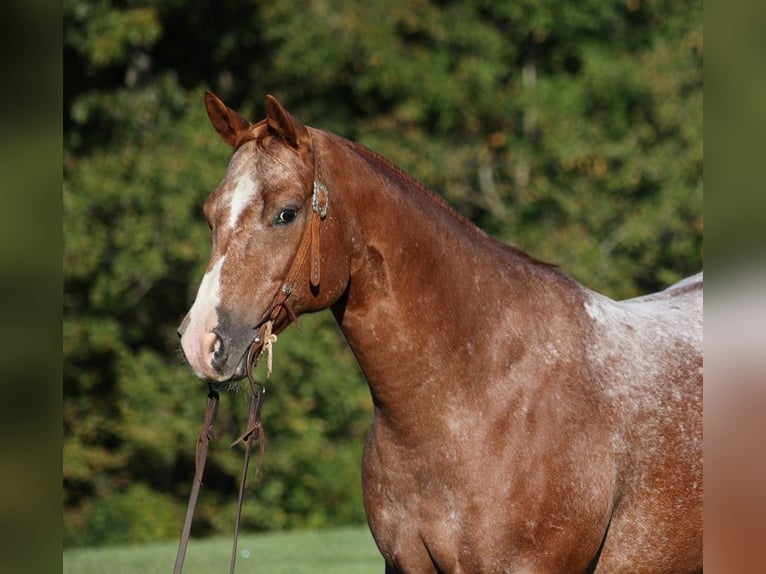 Appaloosa Caballo castrado 10 años 152 cm Alazán-tostado in Mount Vernon