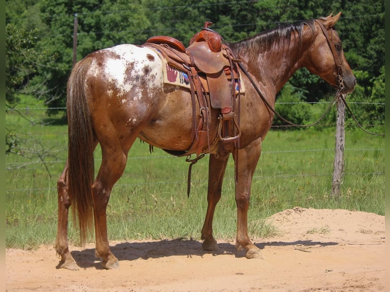 Appaloosa Caballo castrado 10 años 152 cm Alazán-tostado in Rusk TX