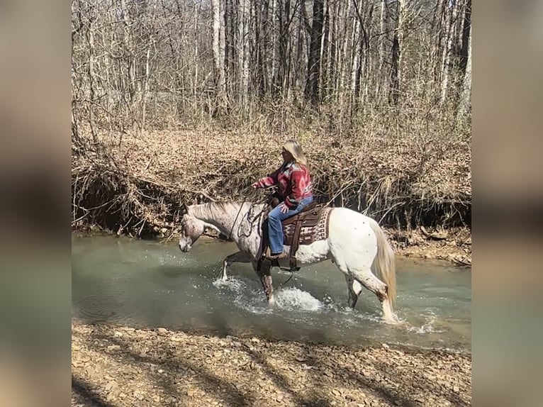 Appaloosa Caballo castrado 10 años 152 cm Alazán-tostado in Henderson
