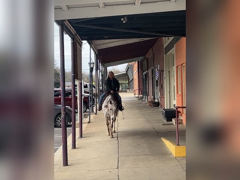 Appaloosa Caballo castrado 10 años 152 cm Alazán-tostado in Henderson