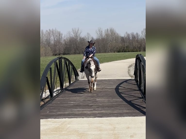 Appaloosa Caballo castrado 10 años 152 cm Alazán-tostado in Henderson