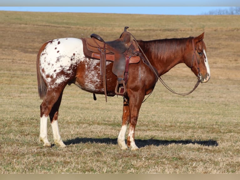 Appaloosa Caballo castrado 10 años 152 cm in Shippenville, PA