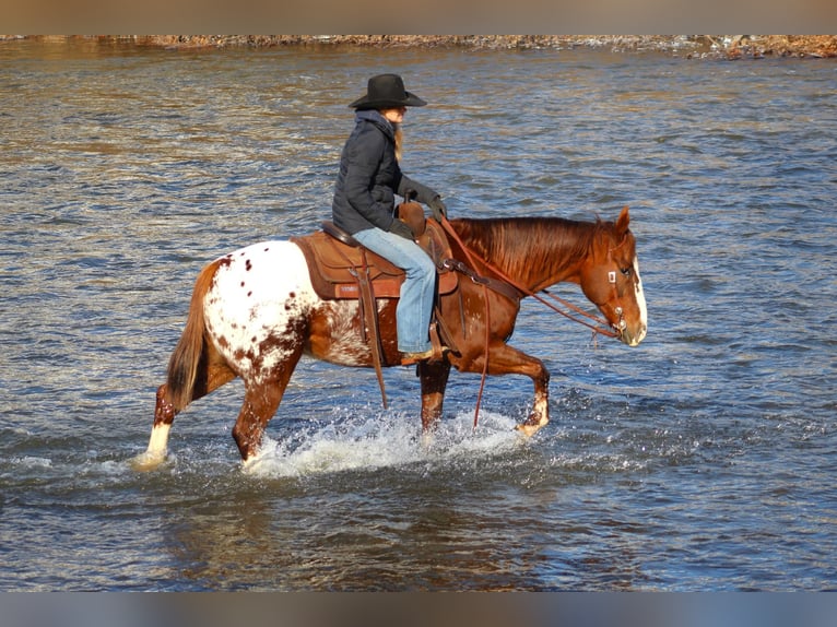 Appaloosa Caballo castrado 10 años 152 cm in Shippenville, PA