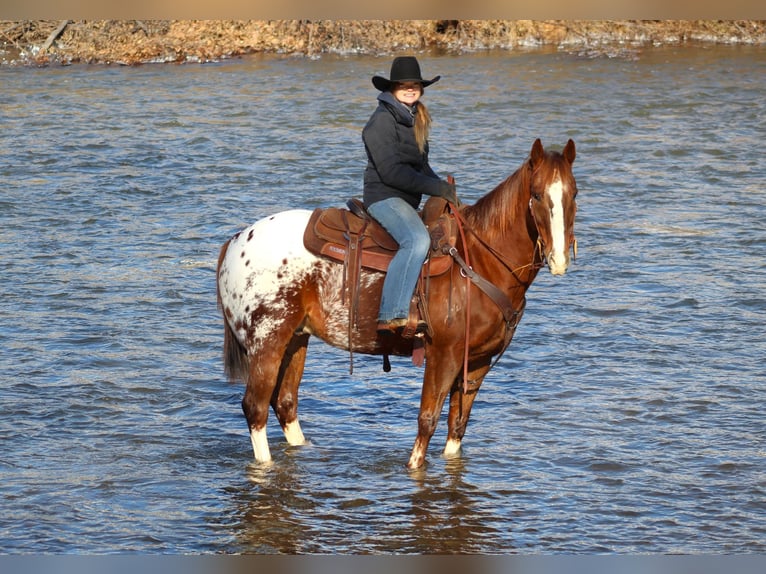 Appaloosa Caballo castrado 10 años 152 cm in Shippenville, PA