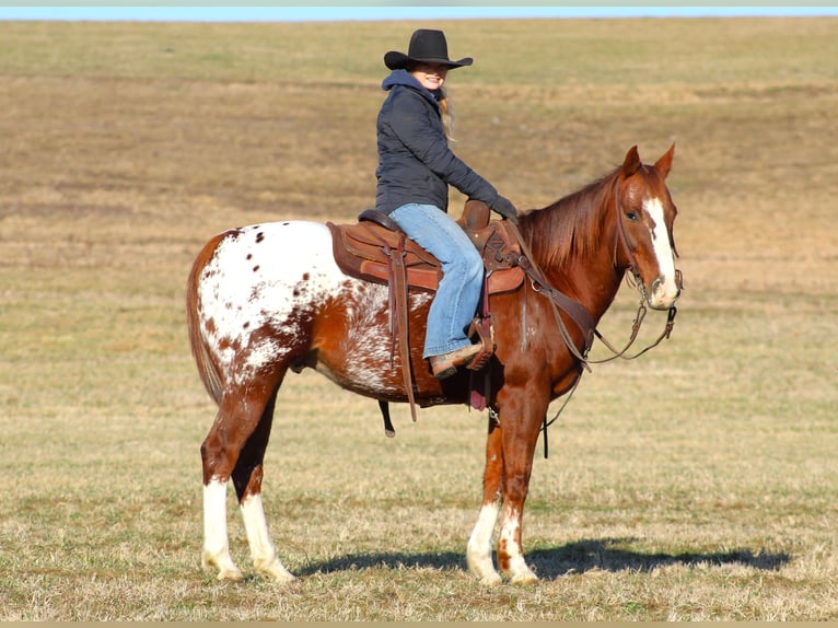 Appaloosa Caballo castrado 10 años 152 cm in Shippenville, PA