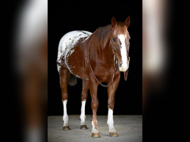 Appaloosa Caballo castrado 10 años 152 cm in Shippenville, PA