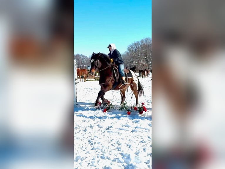 Appaloosa Caballo castrado 10 años 152 cm Castaño rojizo in Sheldon, MO