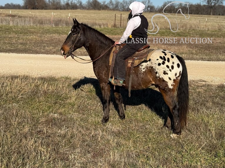 Appaloosa Caballo castrado 10 años 152 cm Castaño rojizo in Sheldon, MO