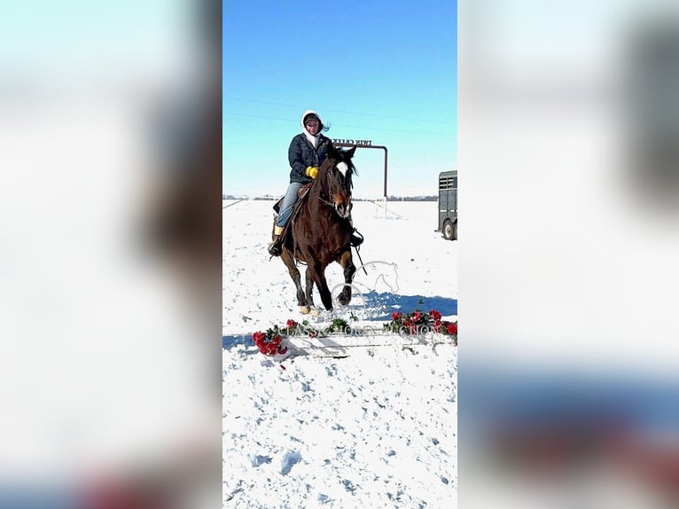 Appaloosa Caballo castrado 10 años 152 cm Castaño rojizo in Sheldon, MO