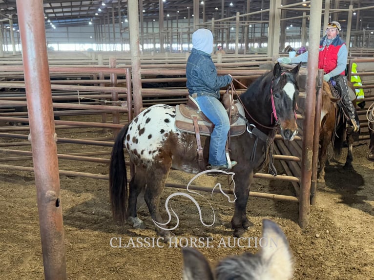 Appaloosa Caballo castrado 10 años 152 cm Castaño rojizo in Sheldon, MO