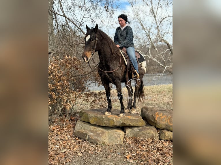 Appaloosa Caballo castrado 10 años 152 cm Castaño rojizo in Sheldon, MO