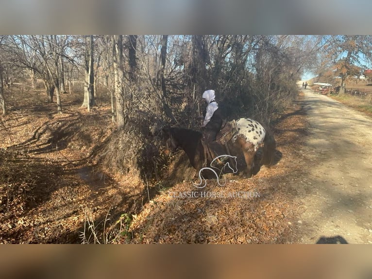 Appaloosa Caballo castrado 10 años 152 cm Castaño rojizo in Sheldon, MO