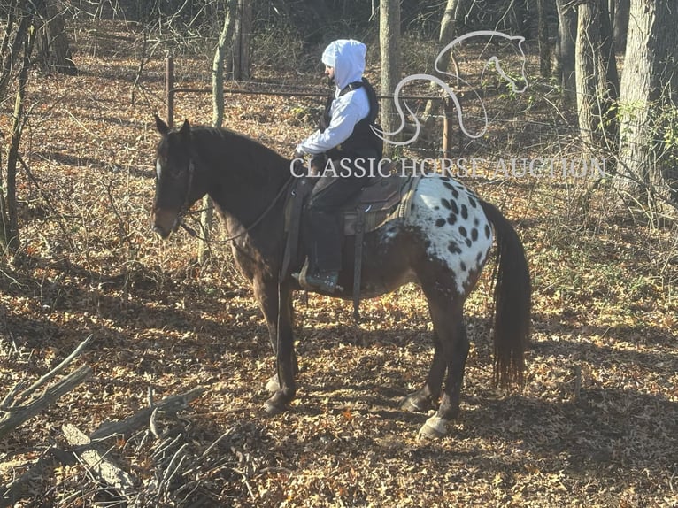 Appaloosa Caballo castrado 10 años 152 cm Castaño rojizo in Sheldon, MO