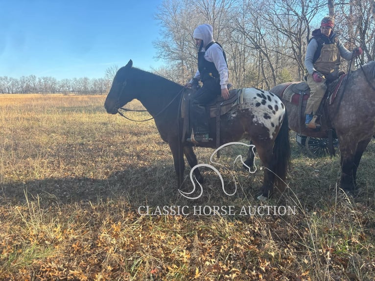 Appaloosa Caballo castrado 10 años 152 cm Castaño rojizo in Sheldon, MO