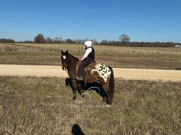 Appaloosa Caballo castrado 10 años 152 cm Castaño rojizo in Sheldon, MO