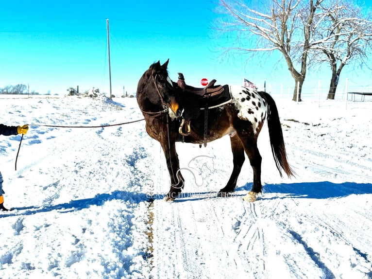 Appaloosa Caballo castrado 10 años 152 cm Castaño rojizo in Sheldon, MO