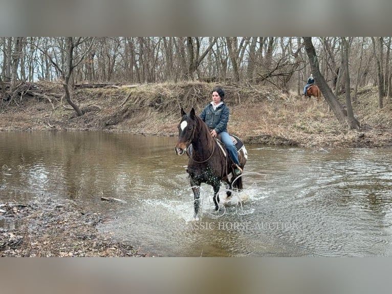 Appaloosa Caballo castrado 10 años 152 cm Castaño rojizo in Sheldon, MO